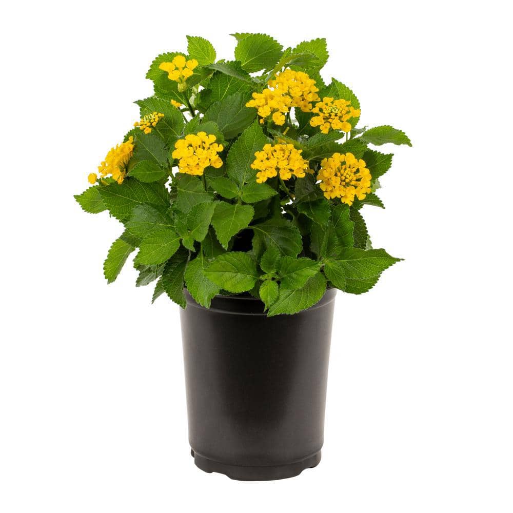 1.5 Pt. Yellow Lantana Annual Plant (5-Pack) - Hercitys