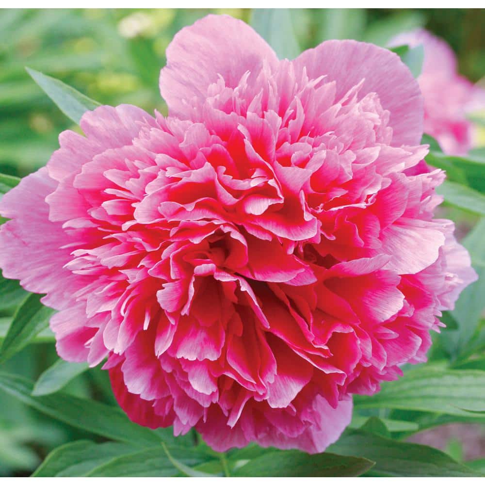 #5 Container Peony Dr. Alexander Fleming Plant - Hercitys