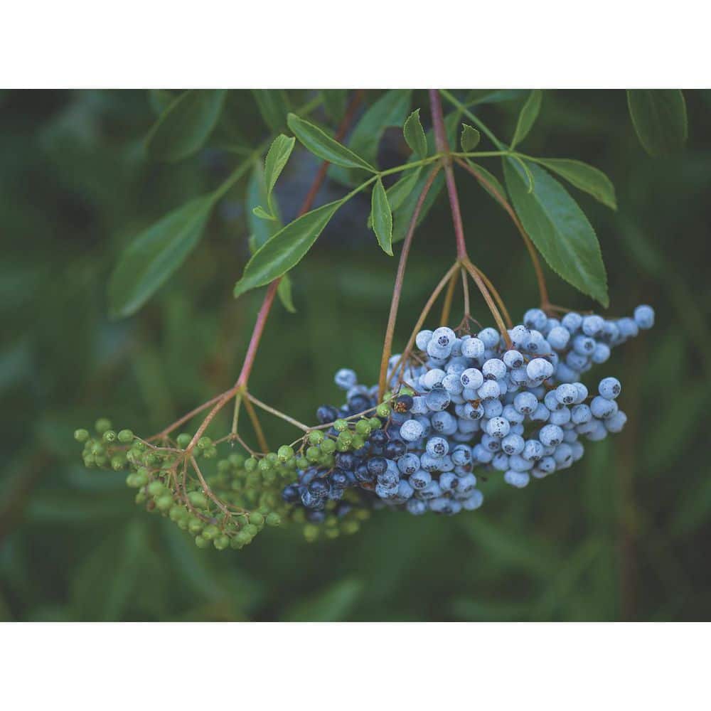 1 gal. Blue Elderberry Native Shrub with Edible Berries and Strong Resilience - Hercitys