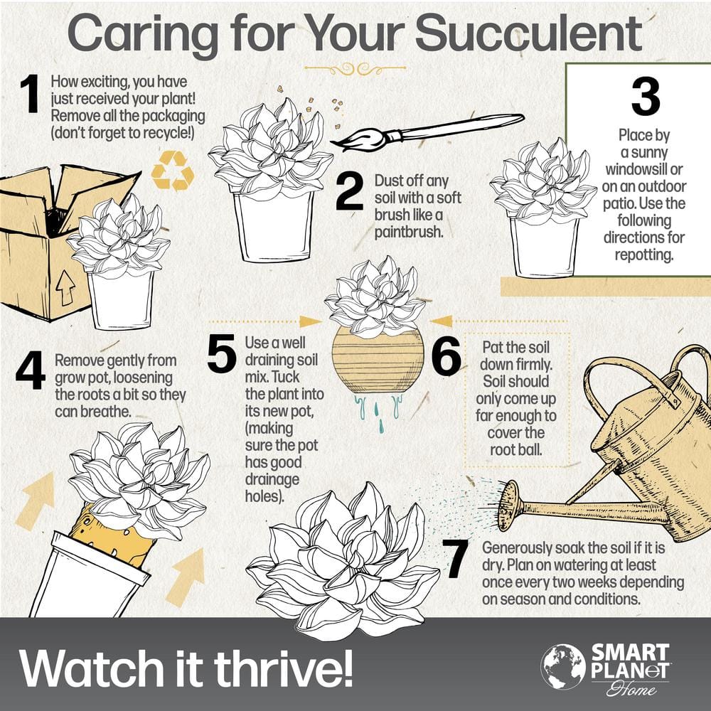 3.5 in. Echeveria Collection (9 PK) - Hercitys