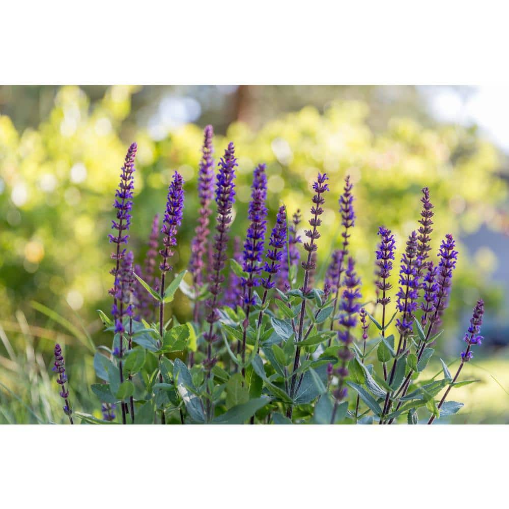 3 Gal. Caradonna Salvia Live Perennial Plant (1-Pack) - Hercitys
