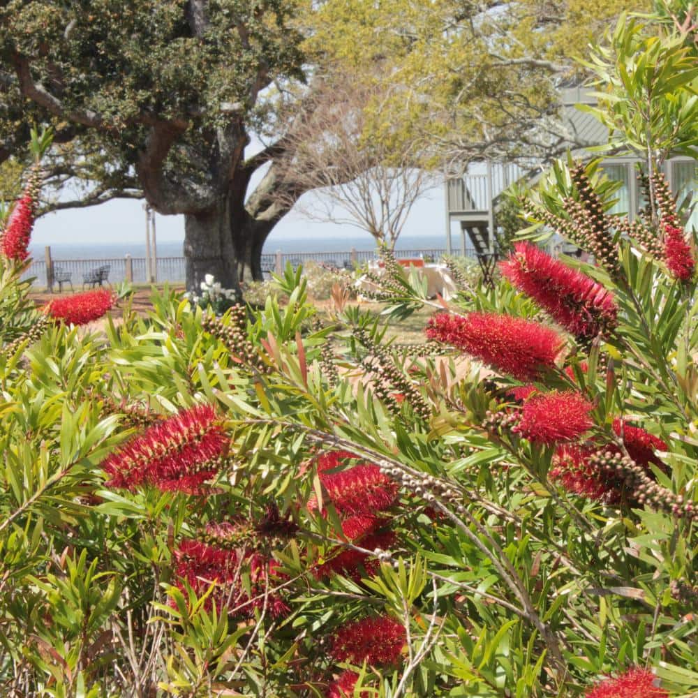 1 gal. Bottlebrush Shrub with Red Flowers - Hercitys