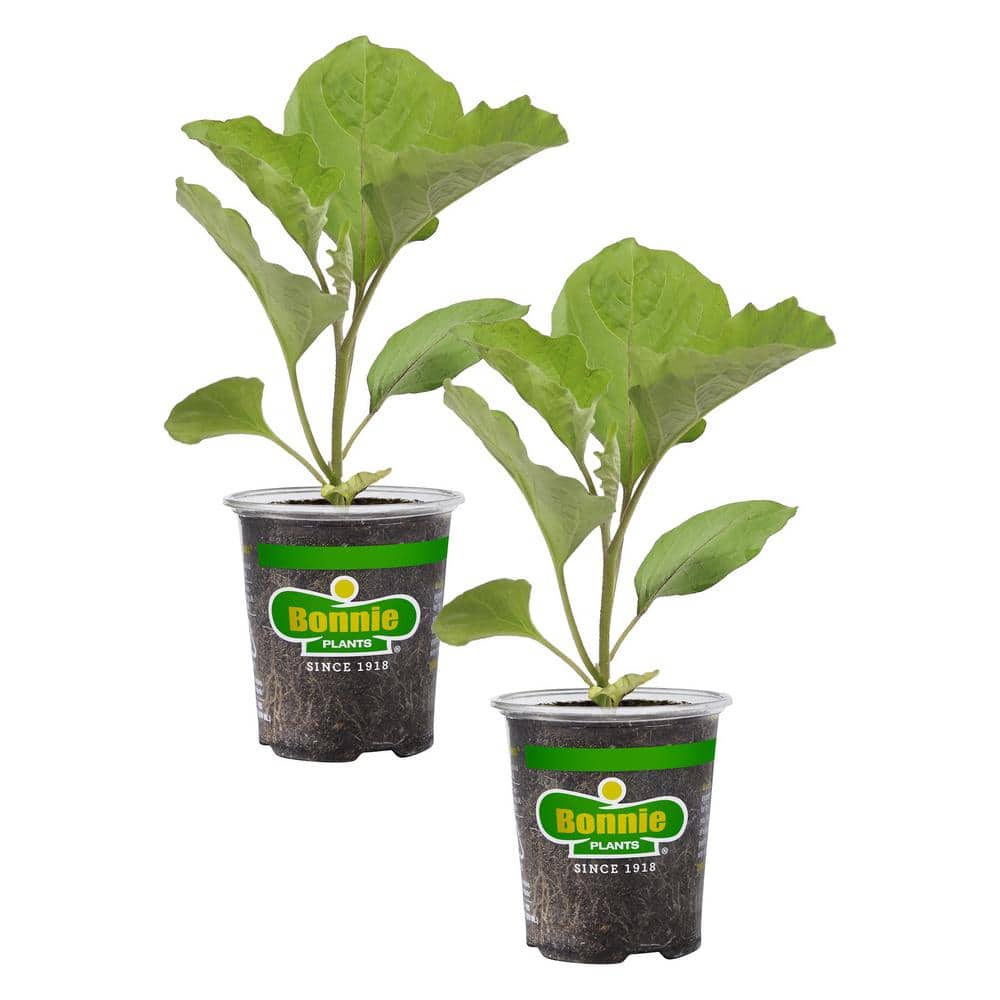 19 oz. Ichiban Eggplant Plant (2-Pack) - Hercitys