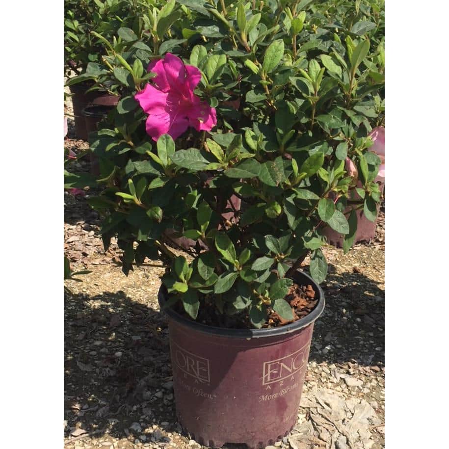 1 Gal. Autumn Royalty Reblooming Azalea Shrub with Purple Flowers - Hercitys