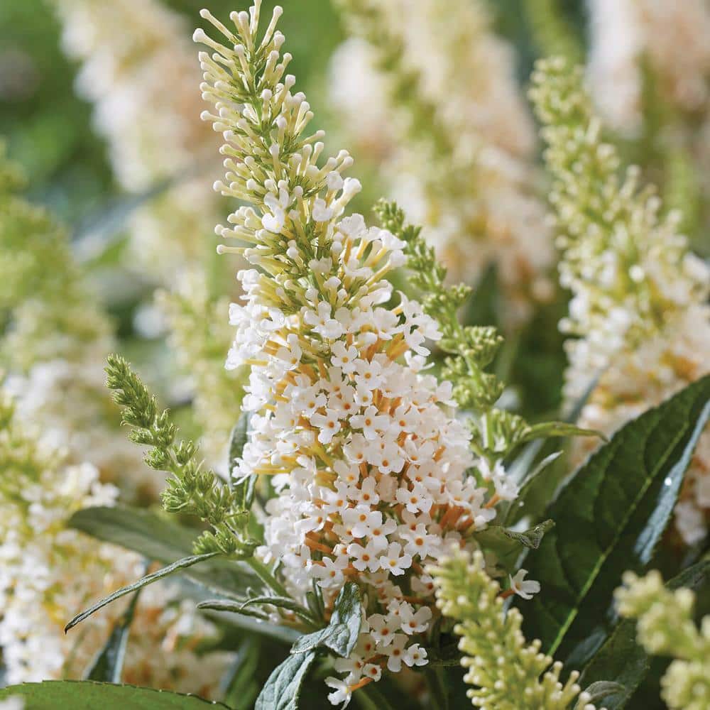 1.5 Gal. Lil’ Coconut Butterfly Bush (Buddleia) Live Shrub Plants, White Flowers - Hercitys