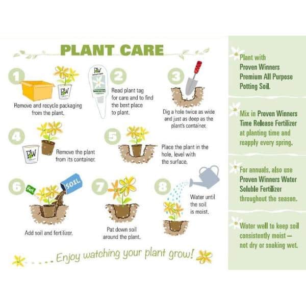 4.5 qt. Amazing Daisies ‘Spun Silk’ (Leucanthemum) Live Plant White Flowers - Hercitys