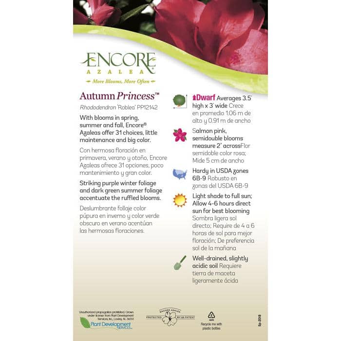 1 Gal. Autumn Princess Shrub with Salmon-Pink Reblooming Flowers - Hercitys