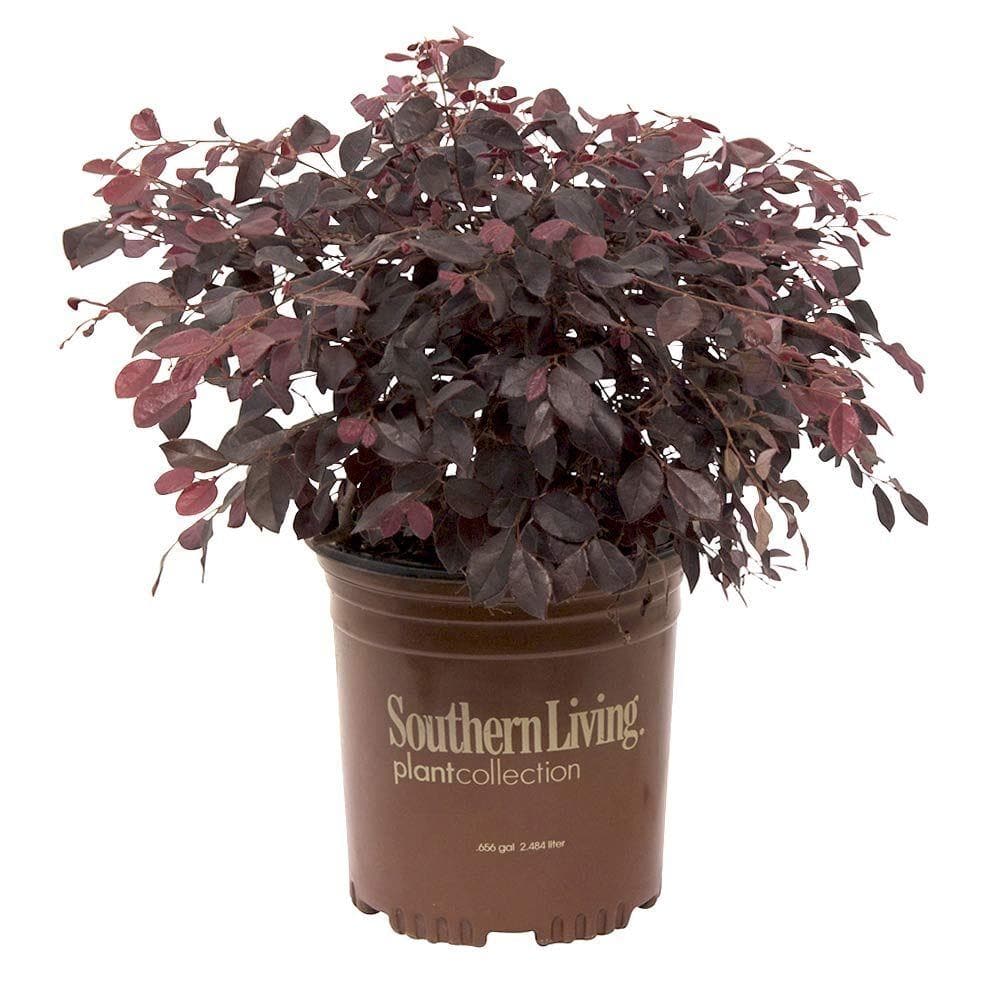 2.5 Qt. Purple Diamond Semi-Dwarf Loropetalum, Evergreen Shrub with Purple Foliage, Pink Ribbon Blooms - Hercitys
