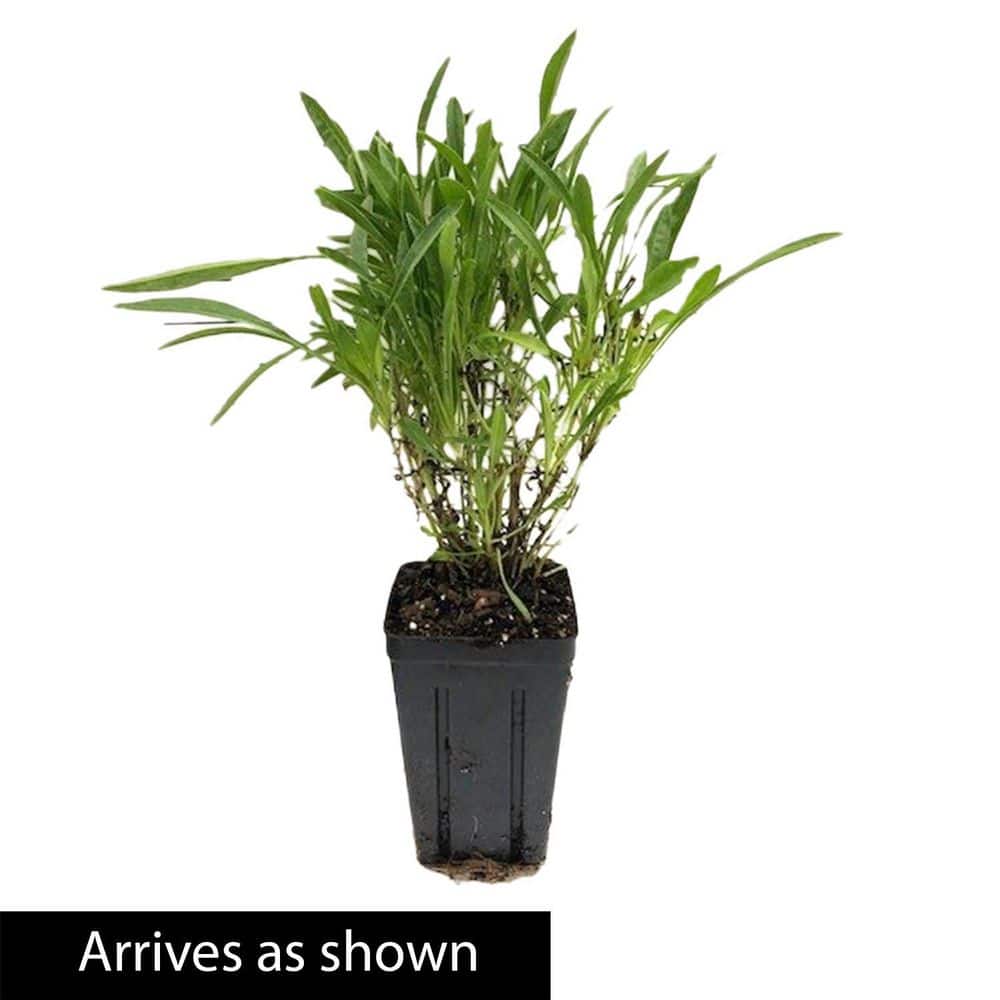 1 Gal. Pot, Sunfire Tickseed Coreopsis Flowering Potted Perennial Plant (1-Pack) - Hercitys