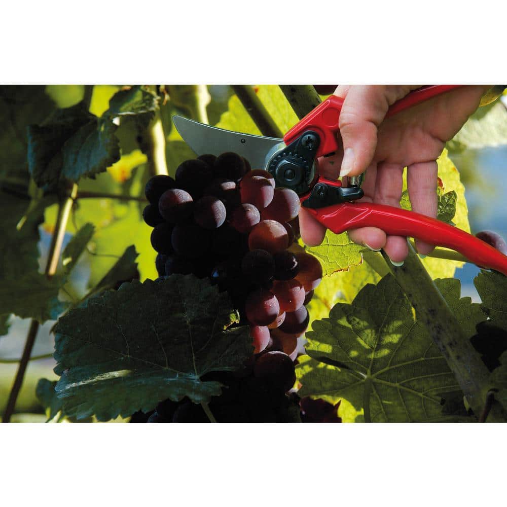 11 in. Pruning Hand Shear - Hercitys