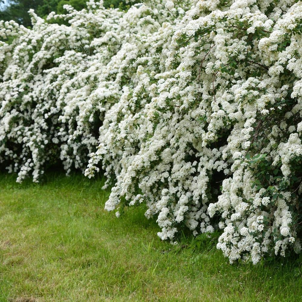 2.25 Gal. Spirea Reeves Flowering Shrub with White Blooms - Hercitys