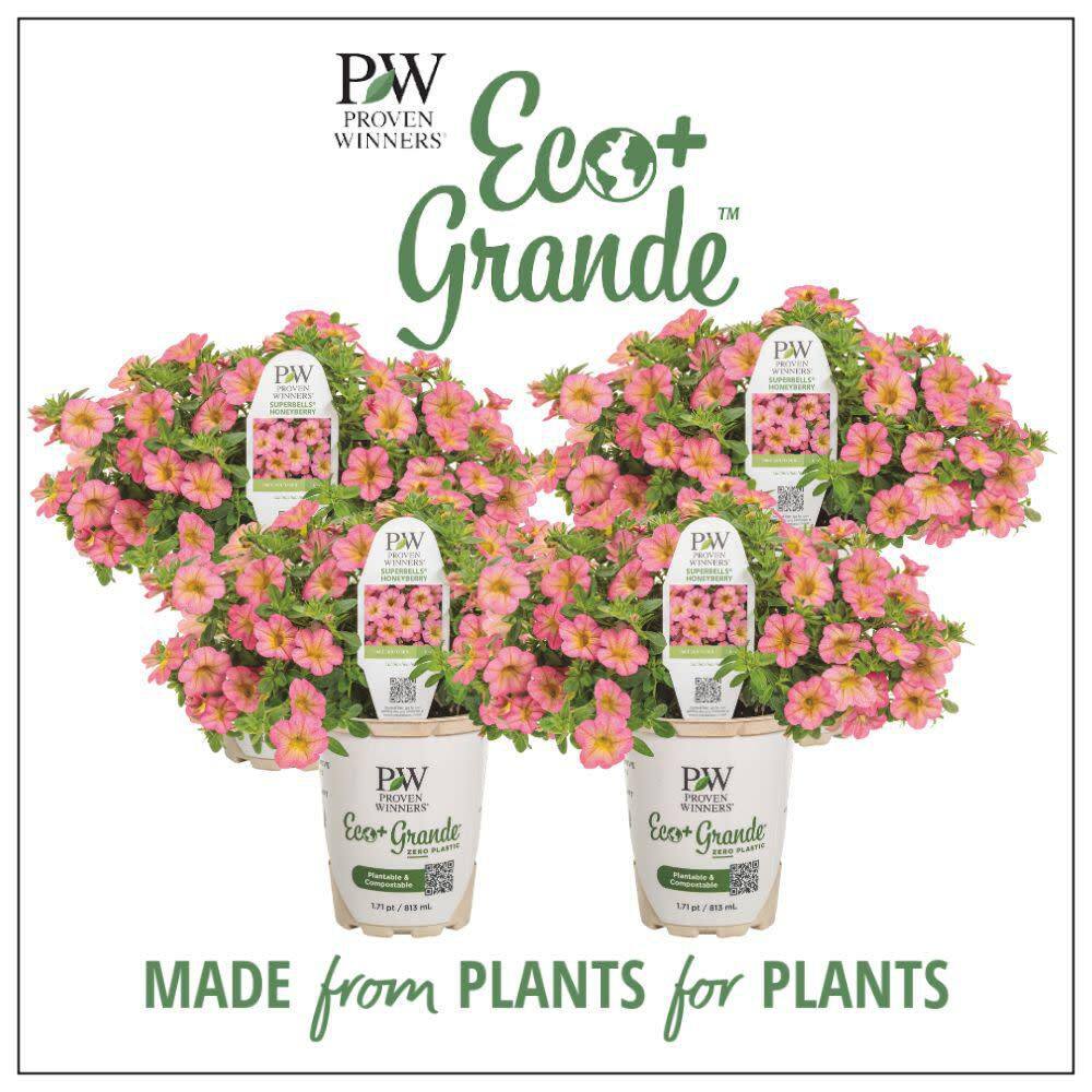 4.25 in. Eco+ Grande Superbells Honeyberry (Calibrachoa hybrid) Live Annual Plant with Pink Flowers 4-Pack - Hercitys