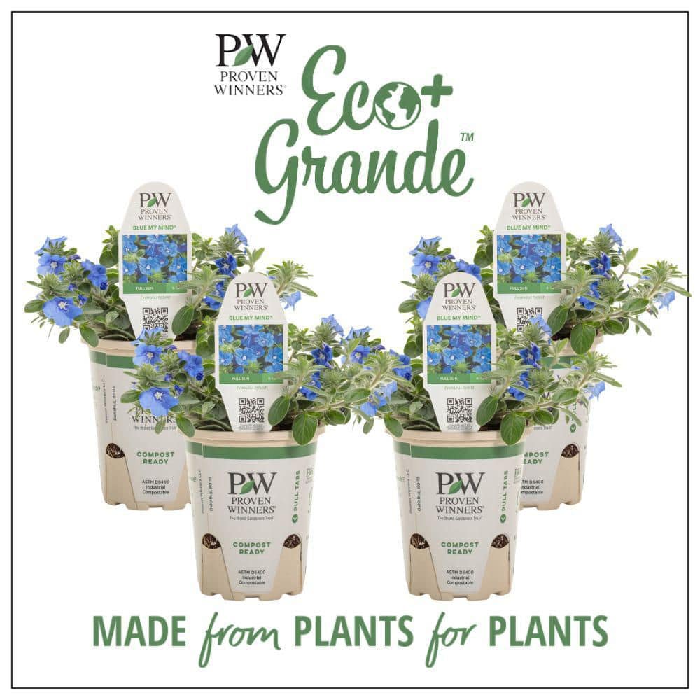 4.25 in. Eco+ Grande Blue My Mind Dwarf Morning Glory (Evolvulus Hybrid) Live Annual Plant with Blue Flowers 4-Pack - Hercitys