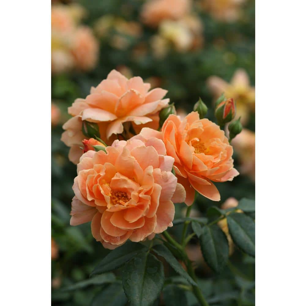 4.5 in. Qt. At Last Rose (Rosa) Live Shrub, Orange Flowers - Hercitys