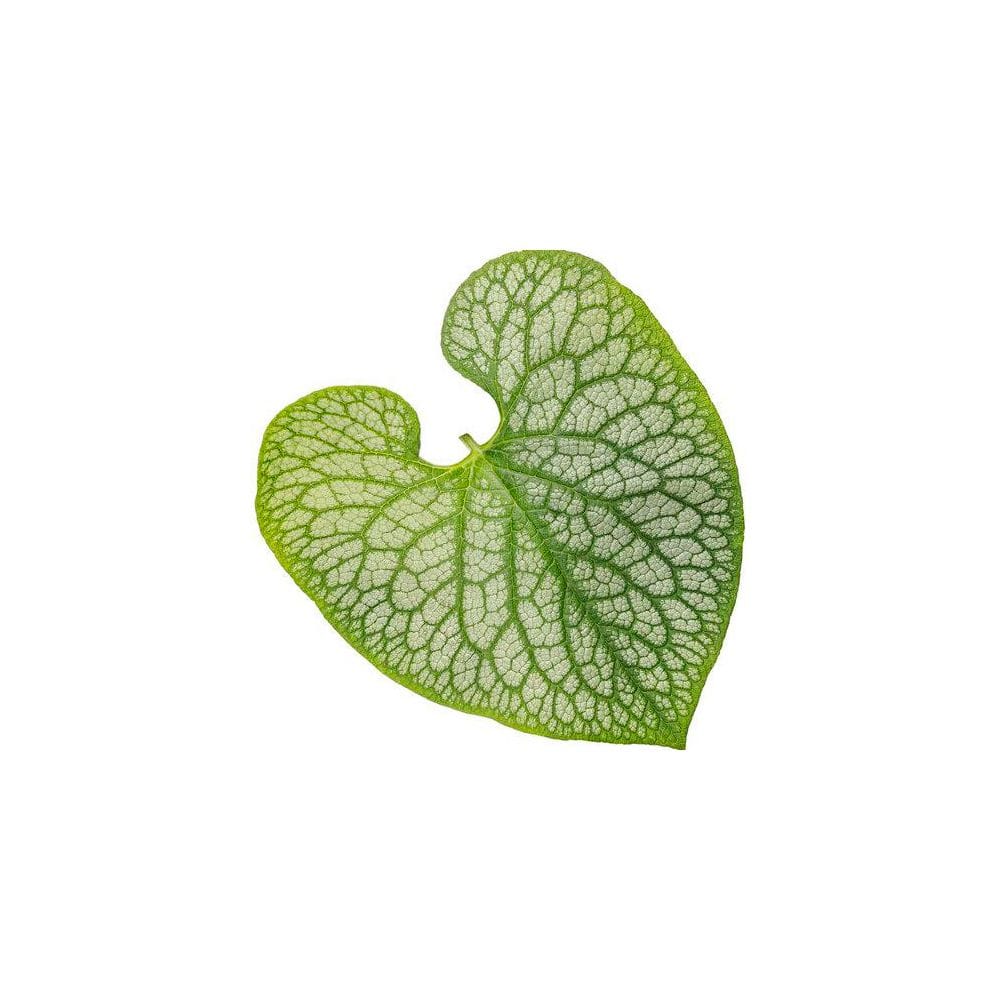 1 Qt. Brunnera Heart Leaf Jack of Diamonds Blue Perennial Plant (5-Pack) - Hercitys