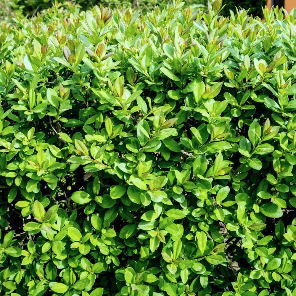 1 gal. Boxwood Wintergreen Shrub - Hercitys