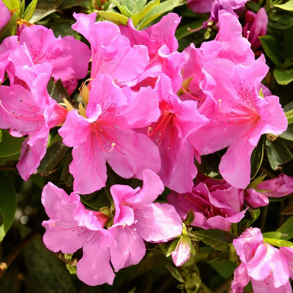 2.5 Quart Azalea ‘Pride of Mobile’ Flowering Shrub with Pink Flowers - Hercitys