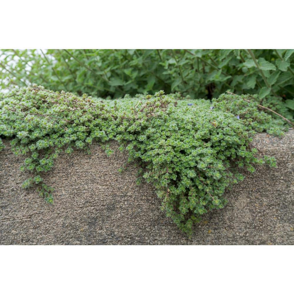 1 Gal. Wooly Thyme Creeping Thyme (Thymus Pseudolanuginos) Live Flowering Full Sun Perennial Groundcover Plant - Hercitys