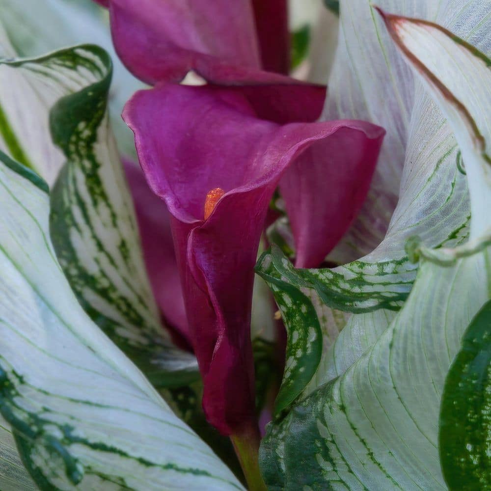 1 gal. Calla Lily Frozen Queen Perennial Plant with White Flowers - Hercitys