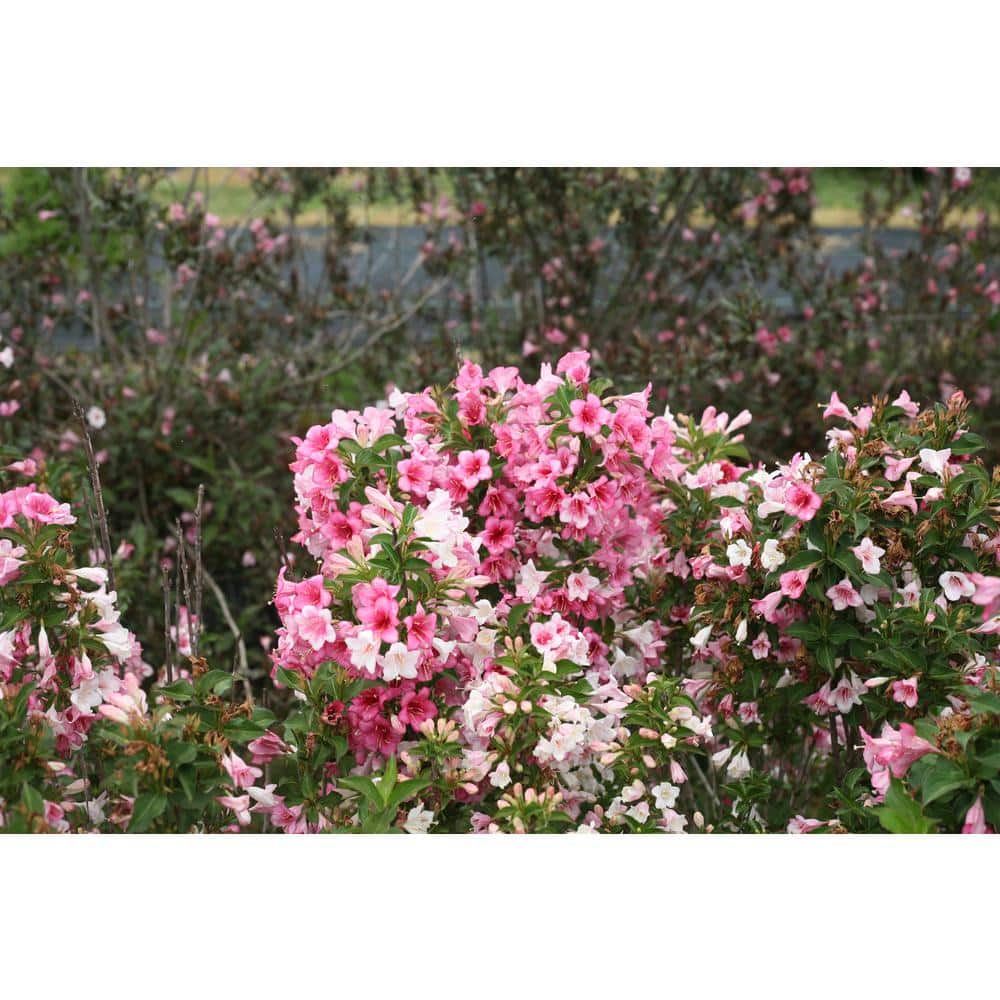 1 Gal. Czechmark Trilogy (Weigela) Live Shrub, White, Pink, and Red Flowers - Hercitys