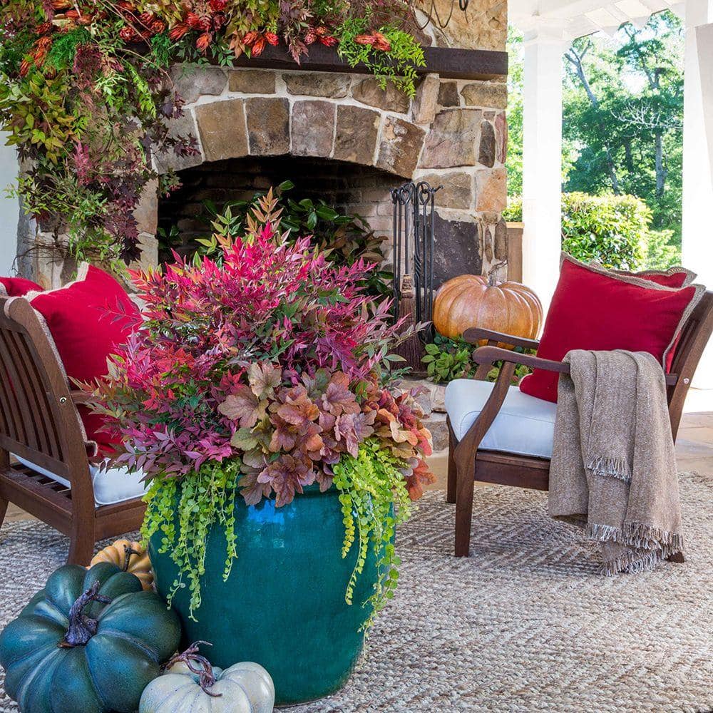 1.5 Gal. Obsession Nandina, Live Evergreen Shrub, Brilliant-Red New Foliage - Hercitys