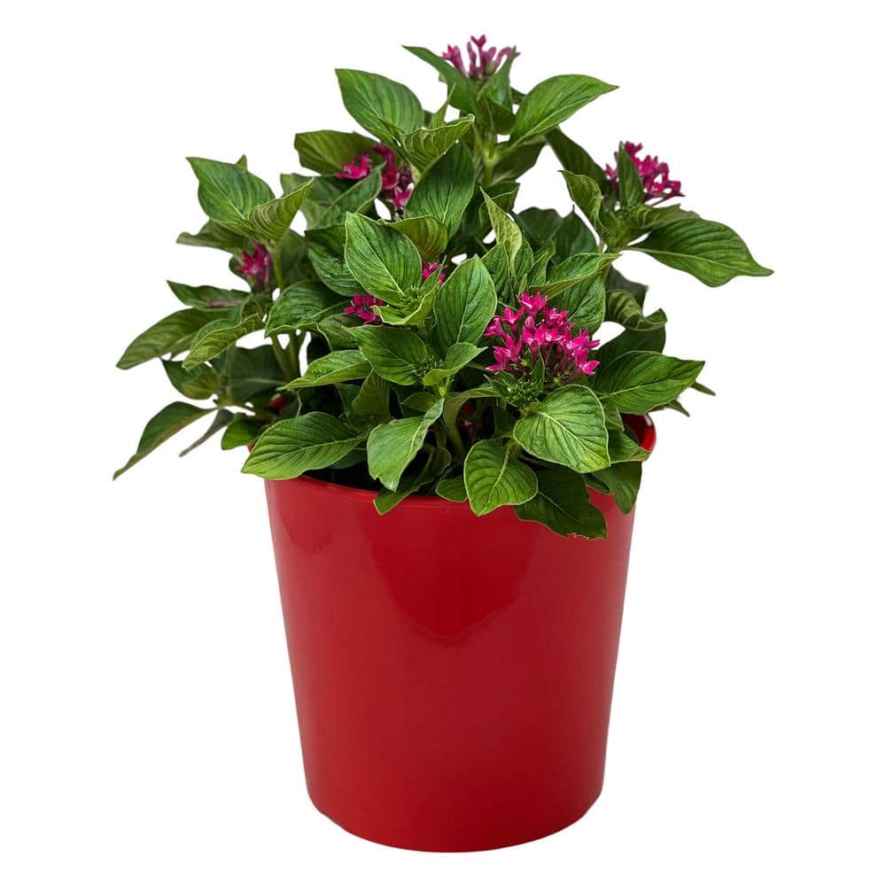 1.5 Gal. Penta Plant Red Flower in 8.25 in. Grower’s Pot - Hercitys