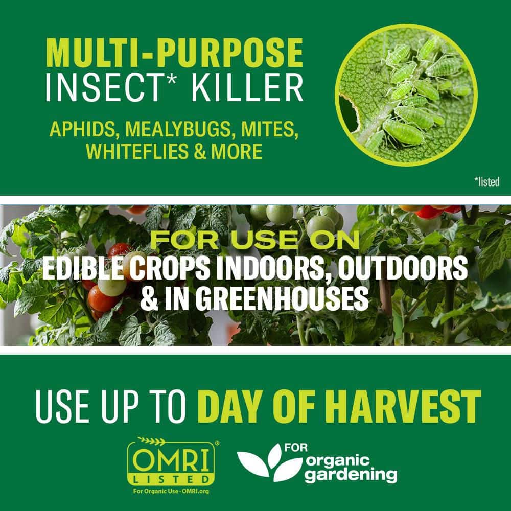 1 Gal. Ready-to-Use Insecticidal Soap, Insect Killer and Miticide for Organic Gardening - Hercitys