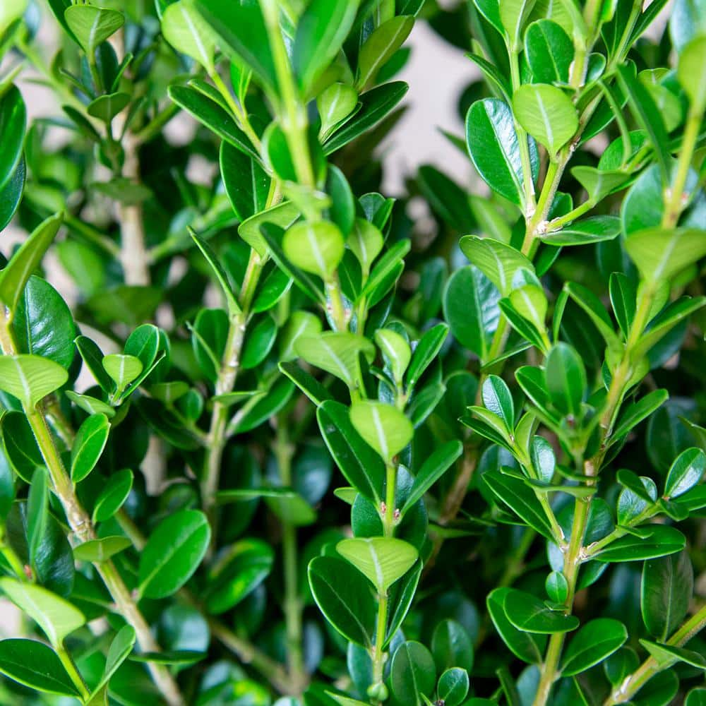 2.5 Qt. Wintergreen Boxwood, Live Shrub Plant, Glossy Dark Green Foliage - Hercitys