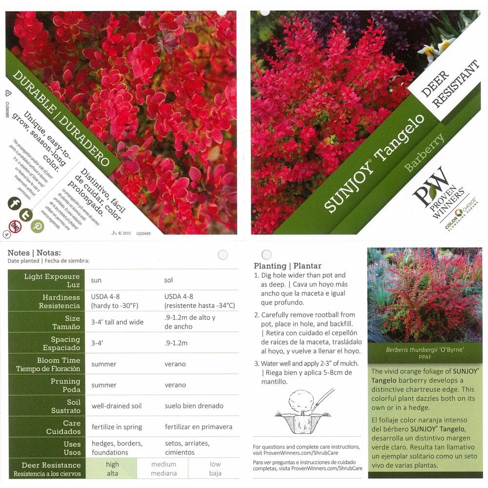 4.5 in. qt. Sunjoy Tangelo Barberry (Berberis) Live Shrub, Orange and Green Foliage - Hercitys