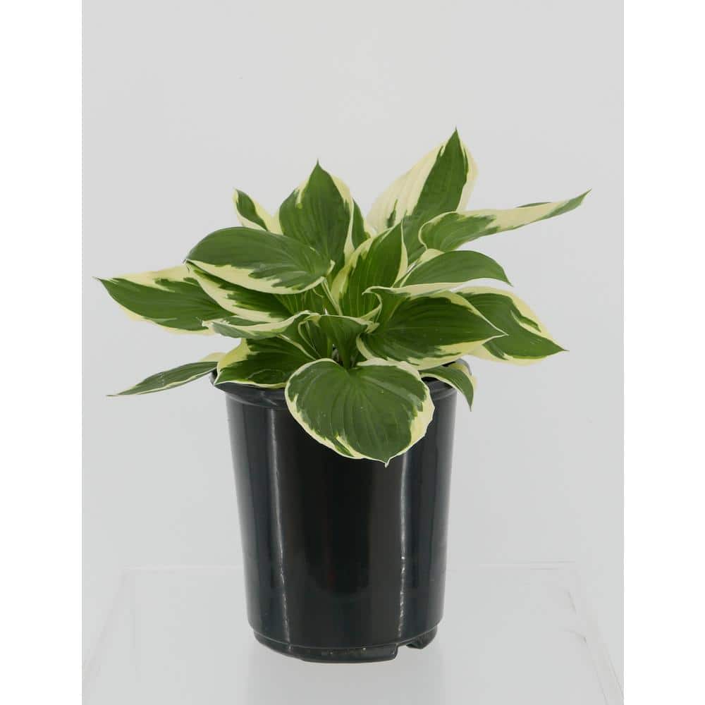 2.5 qt. Perennial Hosta Whirlwind (4-Pack) - Hercitys