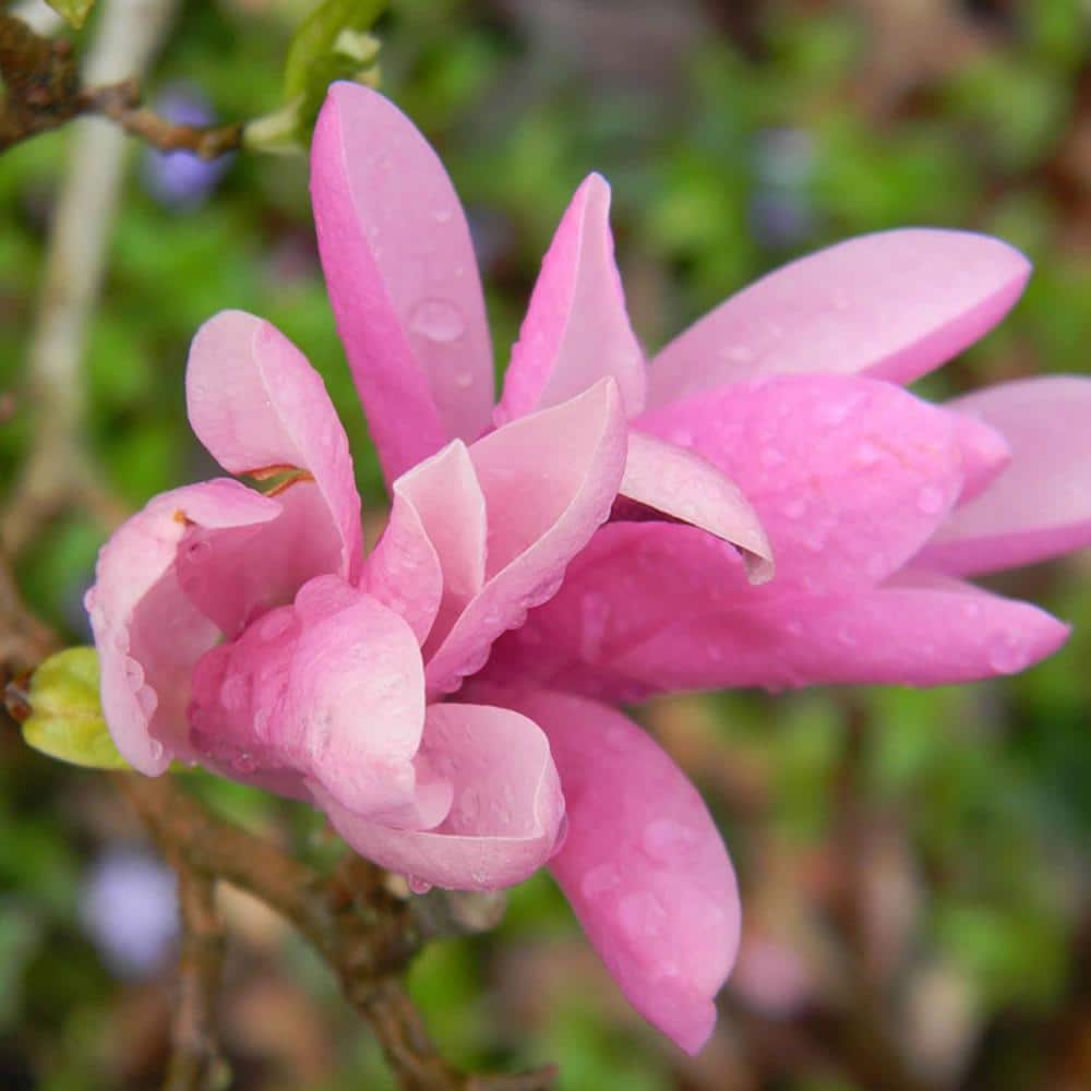 #5 Pot Pink Flowering Jane Japanese Magnolia Tree - Hercitys