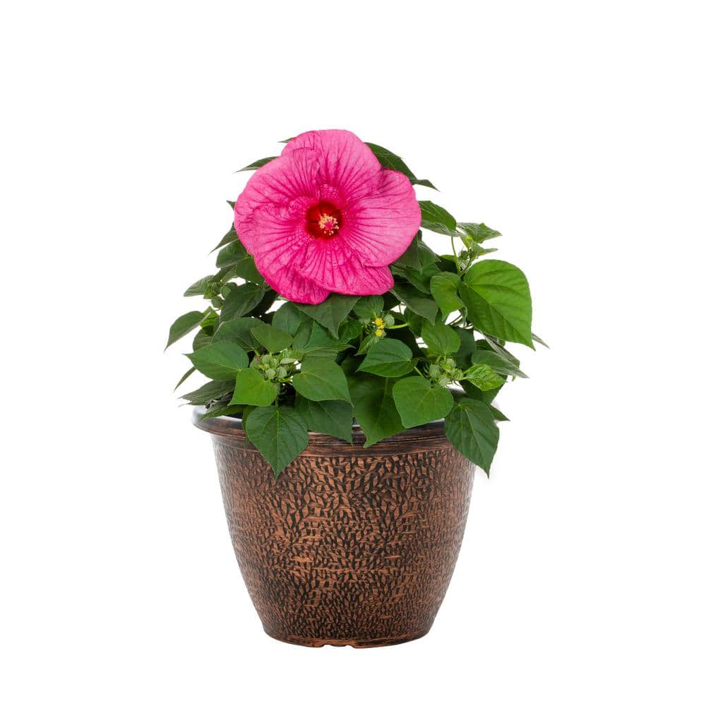 1.75 Gal. Hibiscus Luna Rose Perennial Plant (1-Pack) - Hercitys