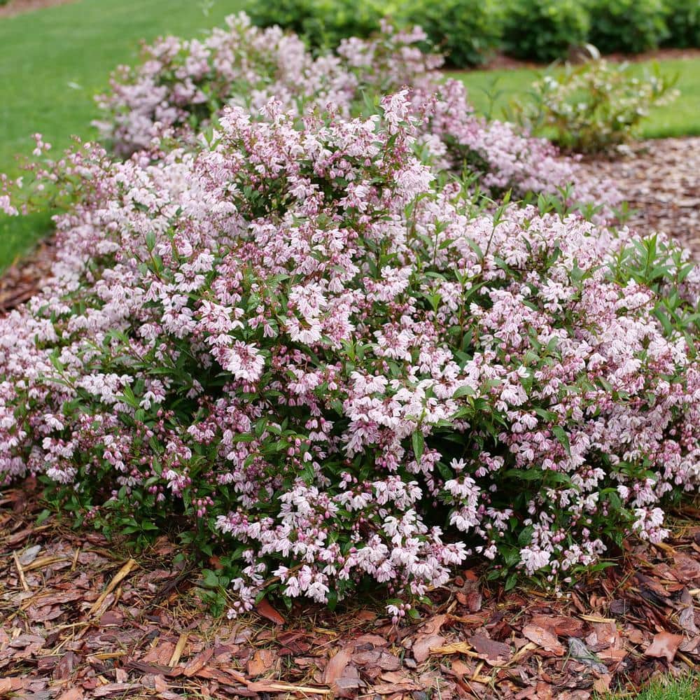4.5 in. Quartz Yuki Kabuki Deutzia (Deutzia x) Live Flowering Shrub with Pink and White Flowers - Hercitys