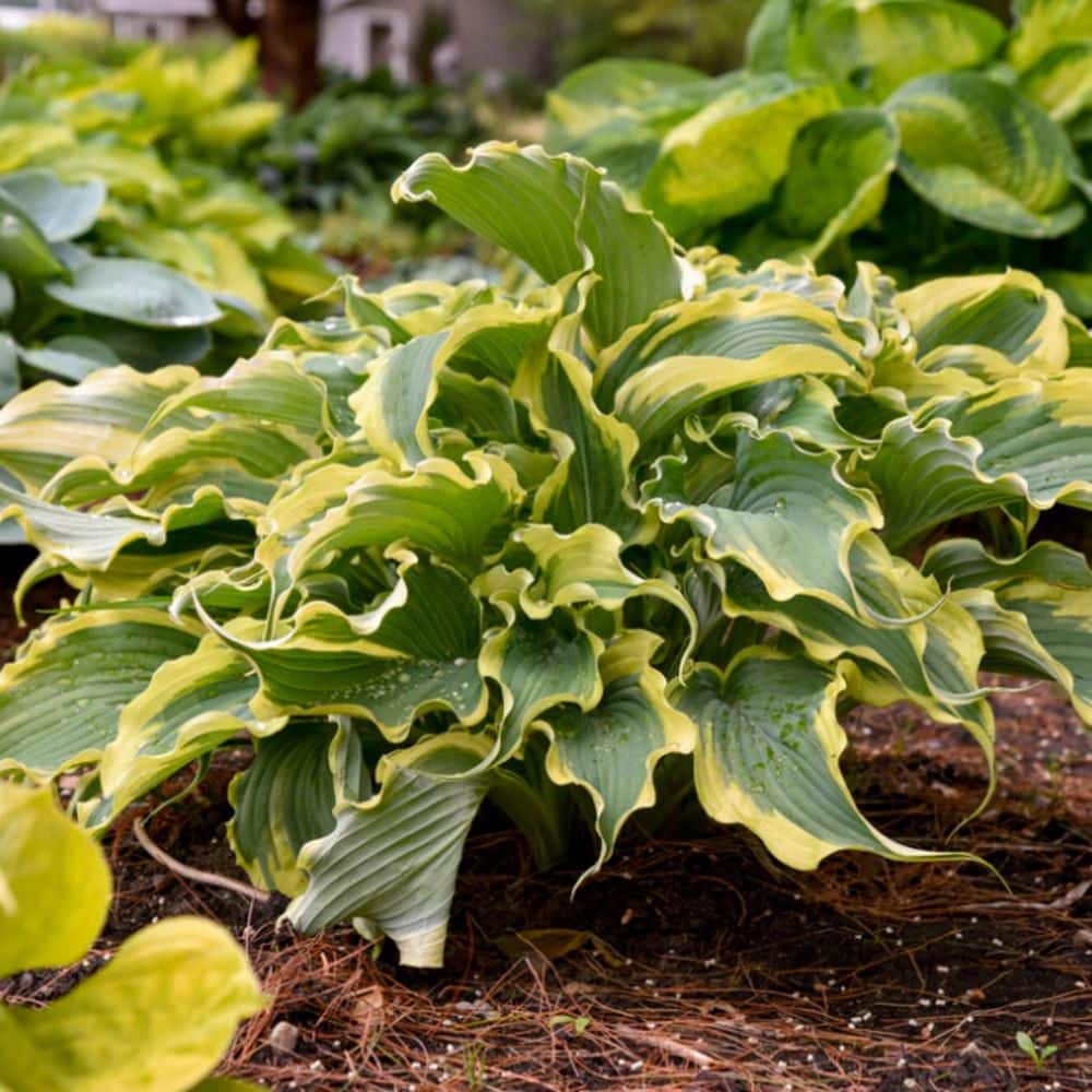 0.65 Gal. Shadowland ‘Voices in the Wind’ Hosta (Hosta hybrid) Live Perennial Plant with Blue Green and Yellow Foliage - Hercitys