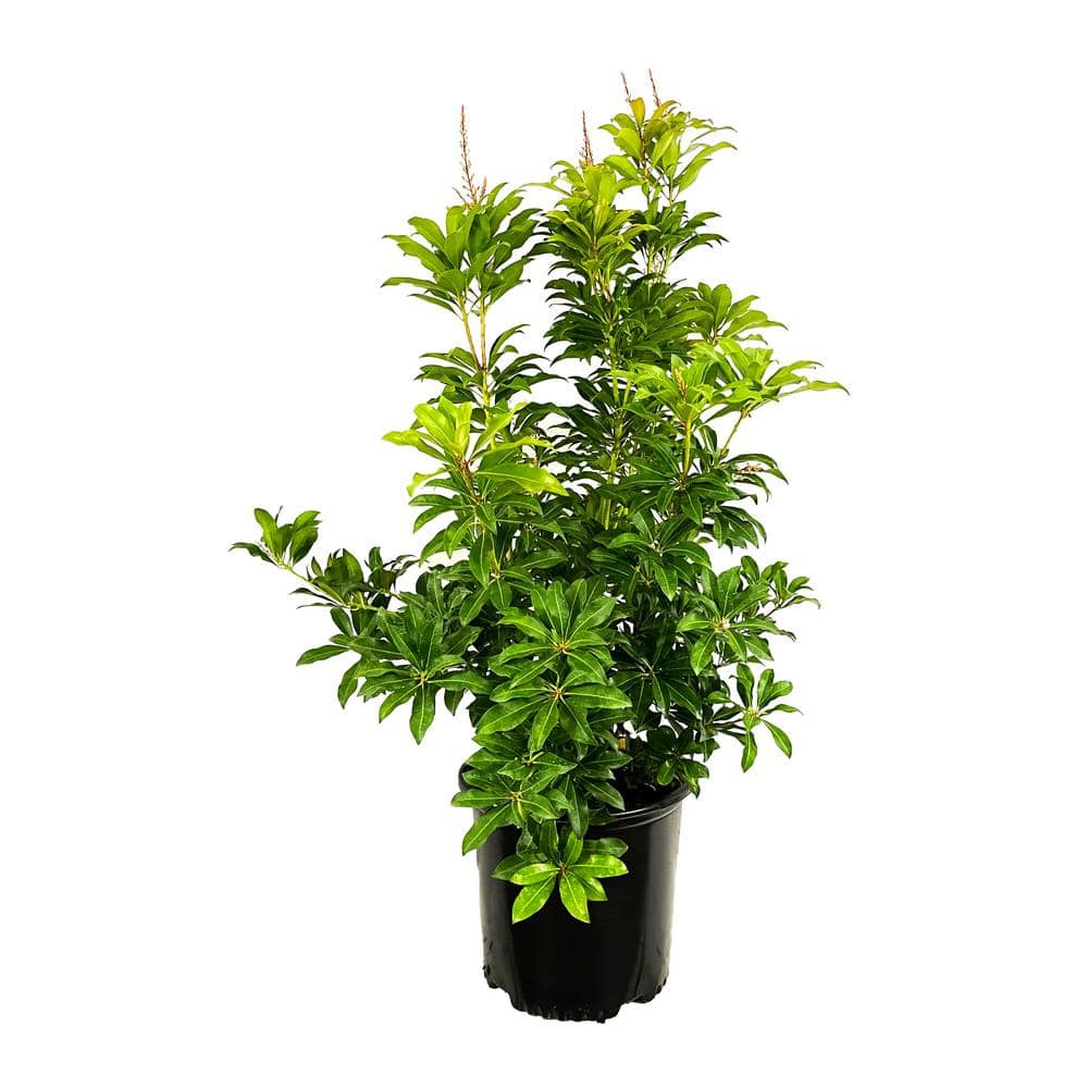 2.25 Gal. Mountain Fire Pieris Live Shrub with White Flowers - Hercitys