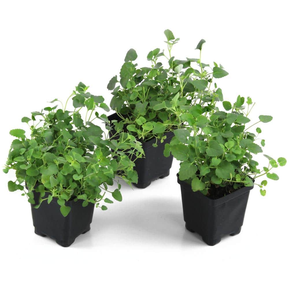 3.25 in. Agastache Bayou Blue Perennial Plant with Blue Flowers (3-Pack) - Hercitys