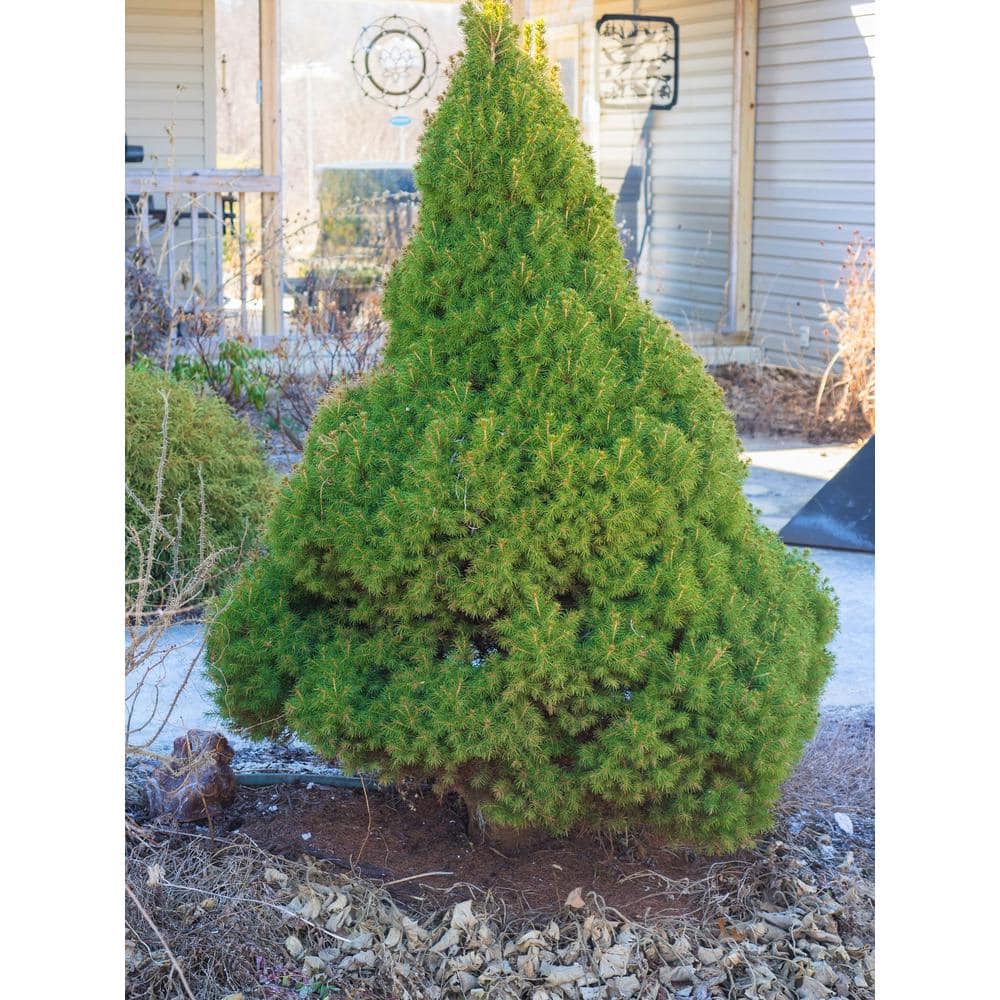 1 Gal. Dwarf Alberta Spruce Shrub Aromatic and Soft Evergreen Foliage, Almost no Maintenance Required - Hercitys