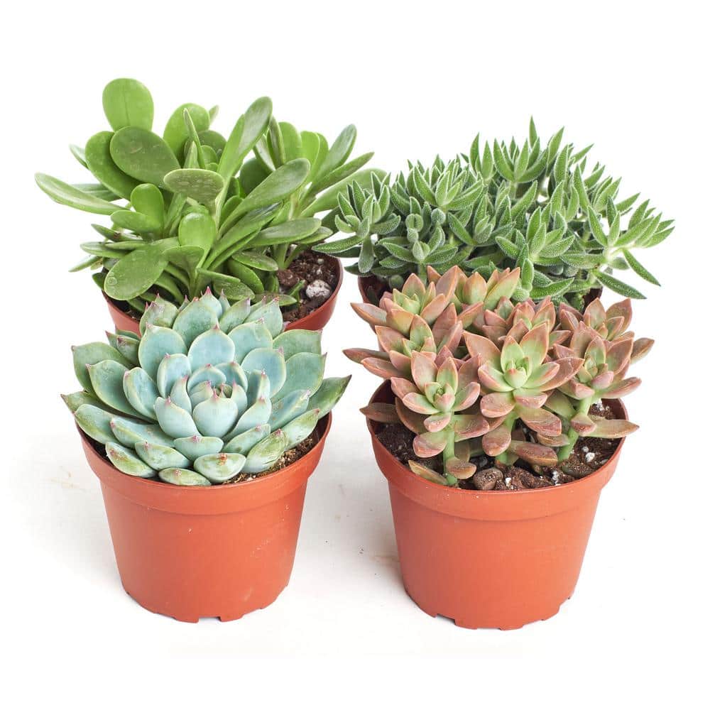 4 in. Assorted Succulent Collection Succulent (Collection of 4) - Hercitys