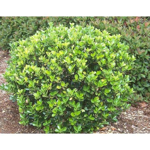 1 Gal. Evergreen Wintercreeper Euonymus Shrub Evergreen, Glossy and Lustrous Leaves, also Drought and Cold Tolerant - Hercitys