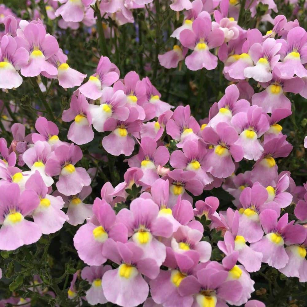 4.25 in. Eco plus Grande Aromance Pink (Nemesia) Live Plants, Pink Flowers (4-Pack) - Hercitys