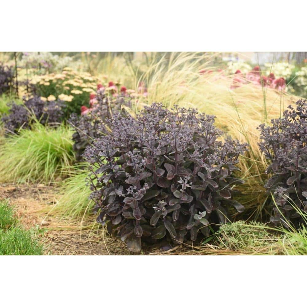 0.65 Gal. Rock ‘N Grow ‘Back in Black’ Stonecrop (Sedum), Live Plant, White Flowers and Black Foliage - Hercitys