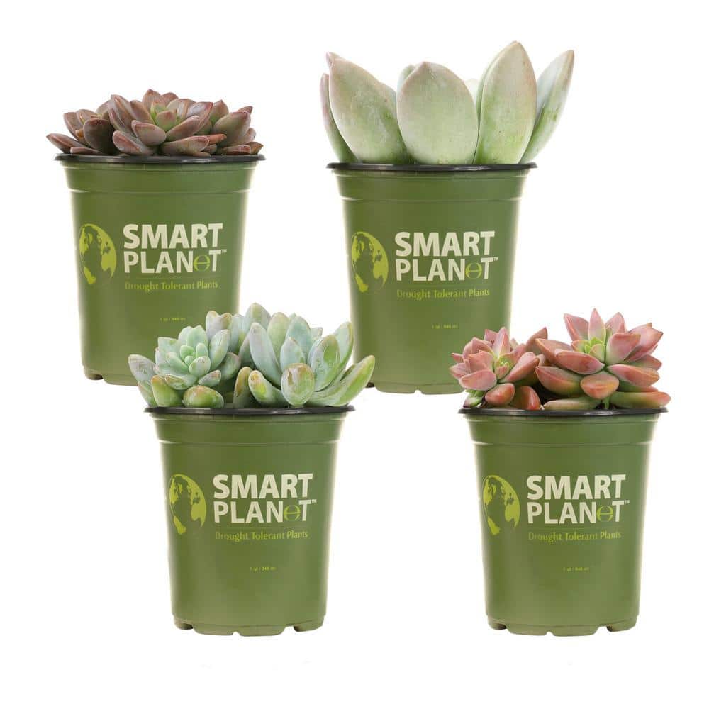 1 qt. Graptosedum Assorted Succulents (4-Pack) - Hercitys
