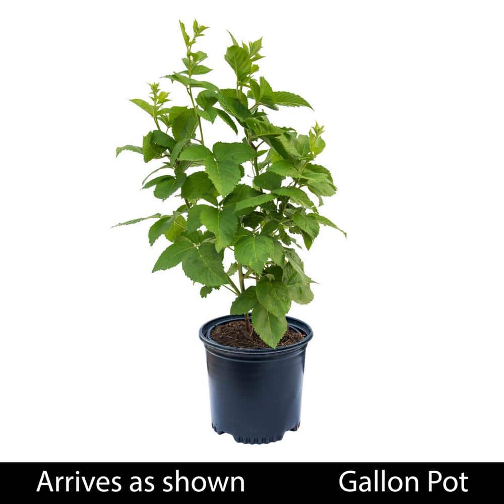 1 Gal. Pot, Freedom Prime-Ark Blackberry Bush Deciduous Fruit Bearing Plant (1-Pack) - Hercitys