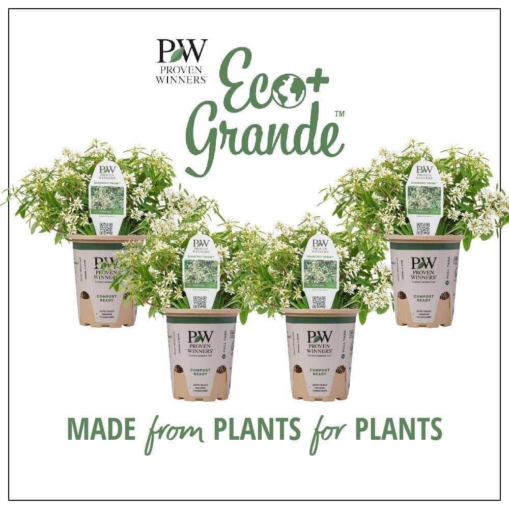 4-Pack, 4.25 in. Eco+Grande Diamond Snow (Euphorbia) Live Plant, White Double Flowers - Hercitys