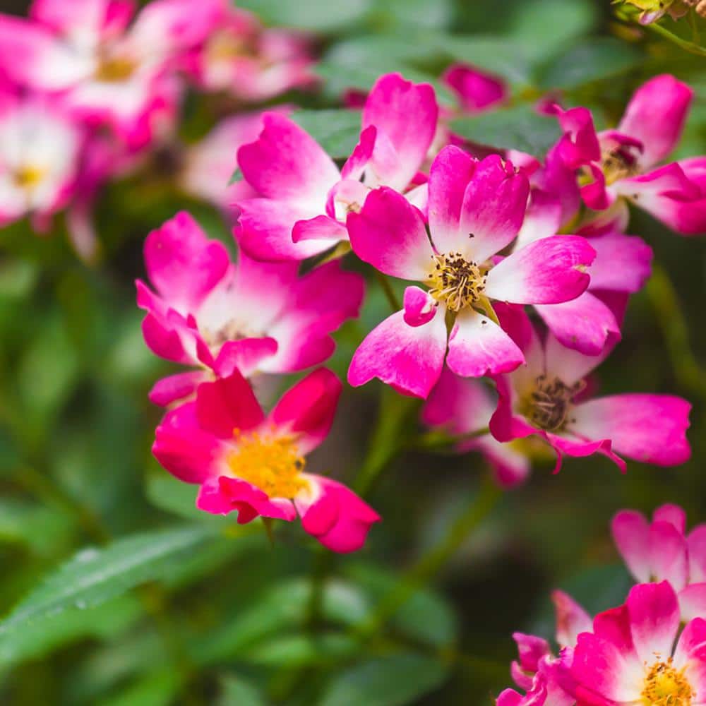 1 Gal. Pink Drift Rose Bush with Pink Flowers (2-Pack) - Hercitys