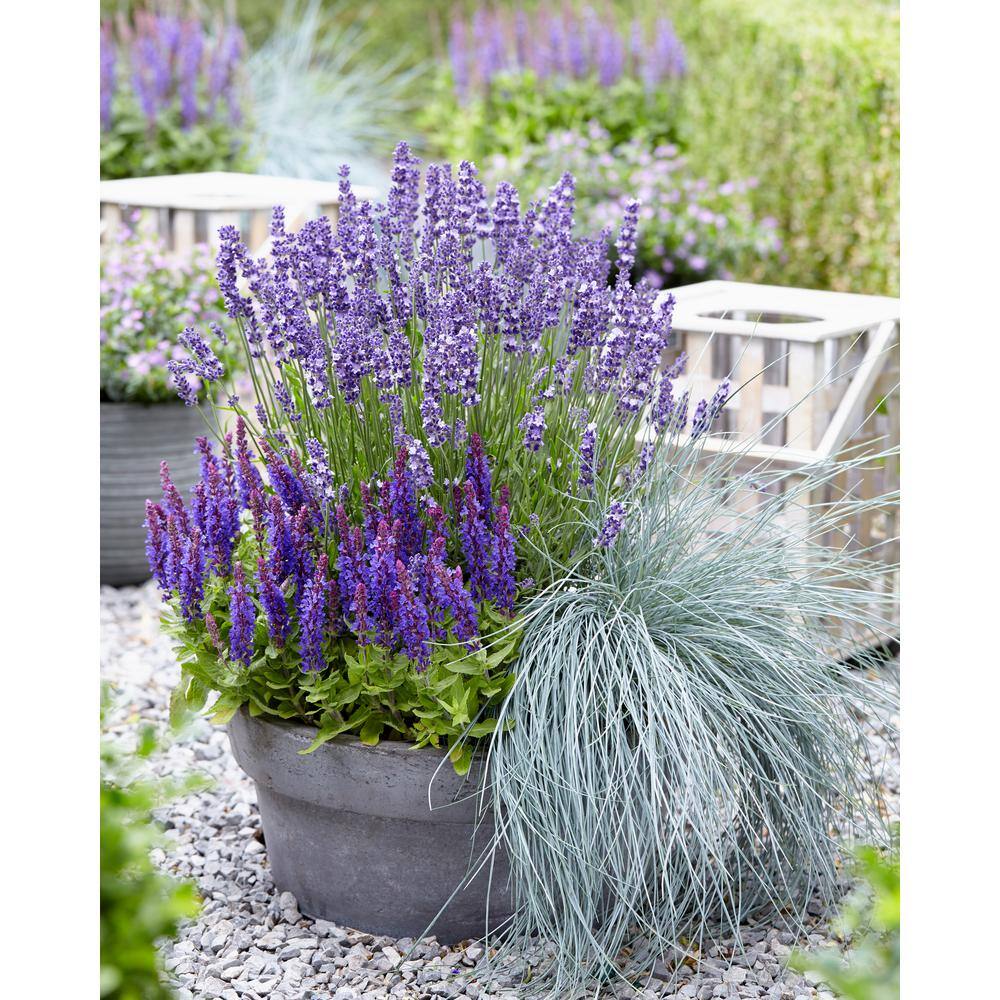 1.0 qt. Blue Grass Festuca Boulder Perennial (2-Pack) - Hercitys