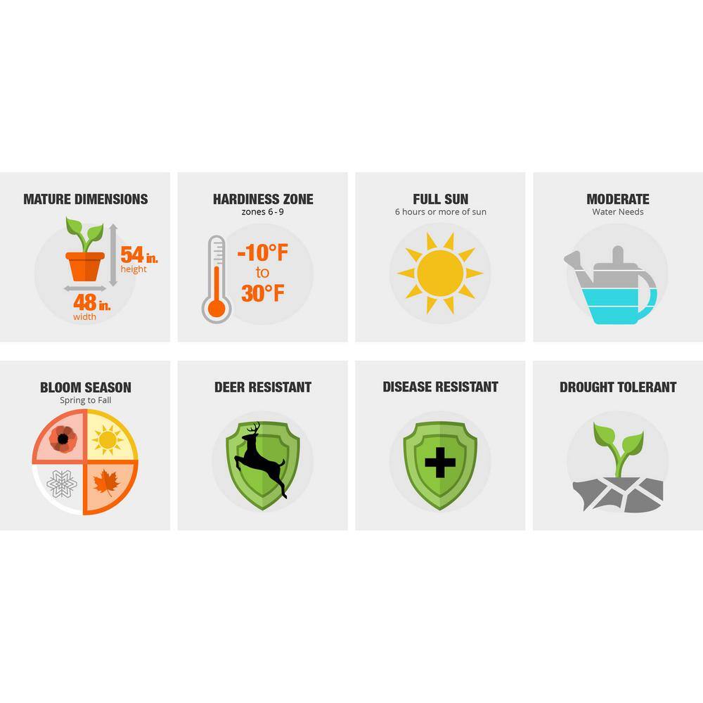 1 Gal. Autumn Royalty Reblooming Azalea Shrub with Purple Flowers - Hercitys