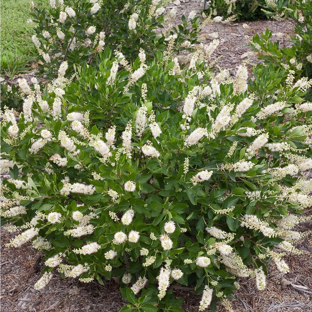 4.5 in. Qt. Vanilla Spice Summersweet (Clethra Alnifolia) Flowering Shrub With White Flowers - Hercitys