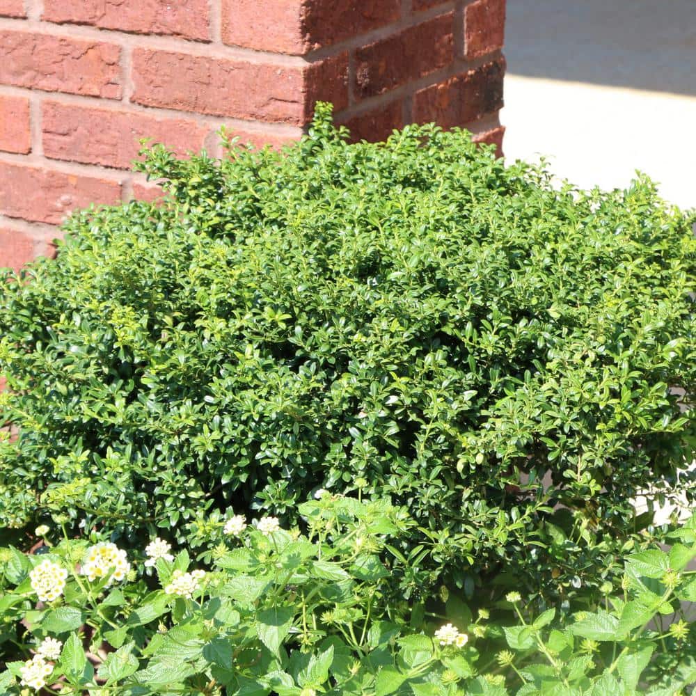 2.25 Gal. Holly Soft Touch Shrub - Hercitys