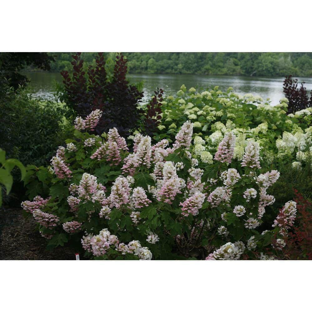 1 Gal. Gatsby Pink Oakleaf Hydrangea (Quercifolia) Live Shrub, White to Pink Flowers - Hercitys